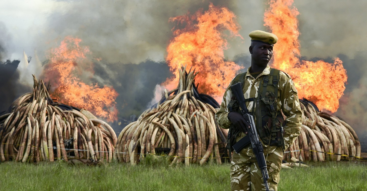 The Ivory Game The Ivory Game