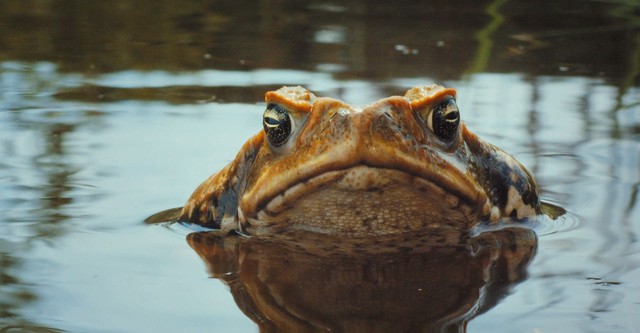 Cane Toads: The Conquest