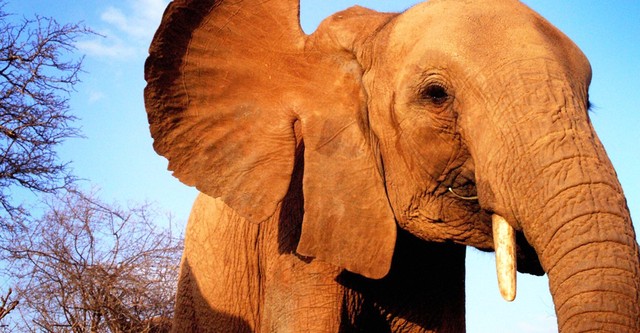 Elephant Diaries
