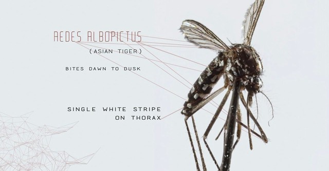 Mosquito: Por un puñado de Bitcoin [subtitulado]