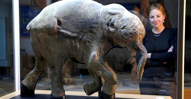 Woolly Mammoth: Secrets from the Ice