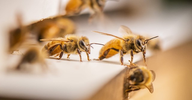 The Great Australian Bee Challenge