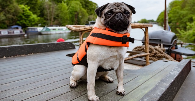 Patrick the Pug