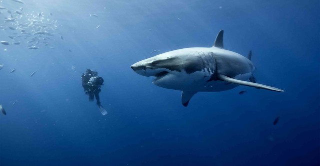 La vita negli oceani