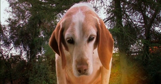 Aussie and Ted's Great Adventure - stream online