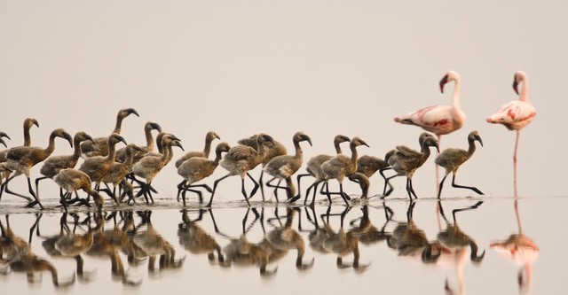 Auf purpurnen Schwingen: Das Geheimnis der Flamingos