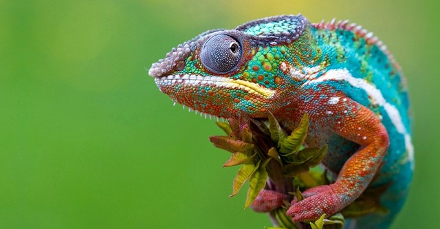 Madagaskar - Ein geheimnisvolles Wunder der Natur