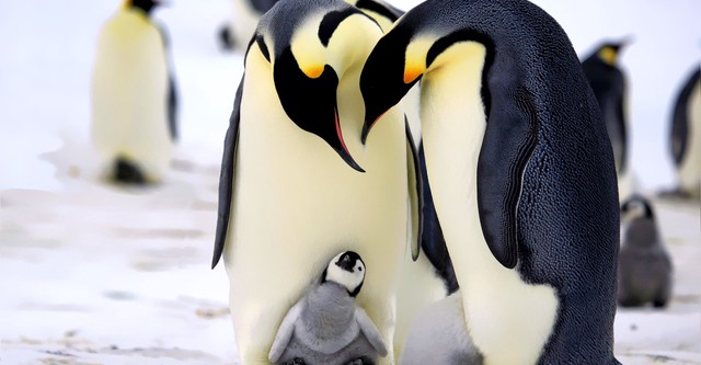 Penguins: Spy in the Huddle