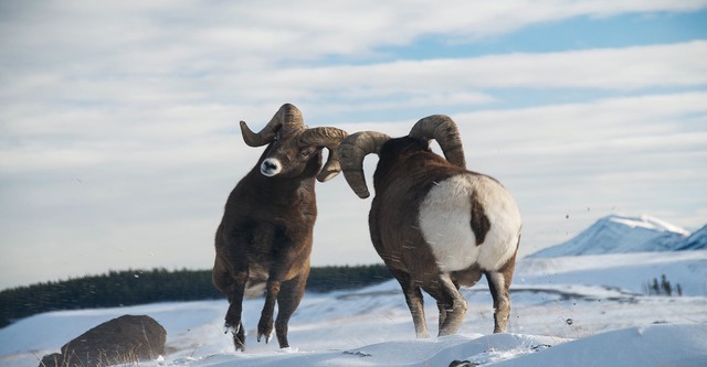 Wild Canada
