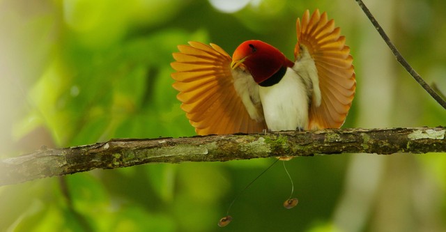 Attenborough's Paradise Birds