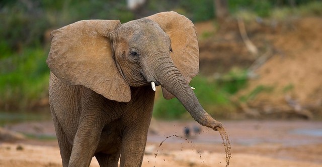 The Secret Life of Elephants