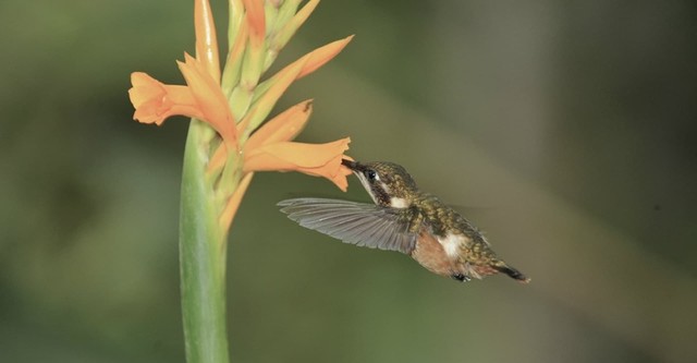 Hummingbirds: Jewelled Messengers