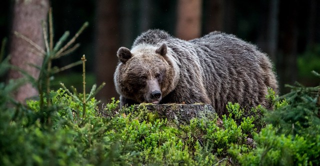 Wild Slovakia