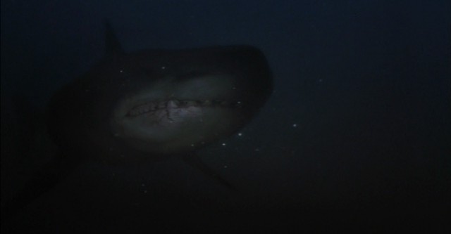 Shark Hunter