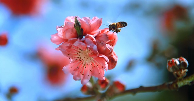 Disneynature’s Wings of Life