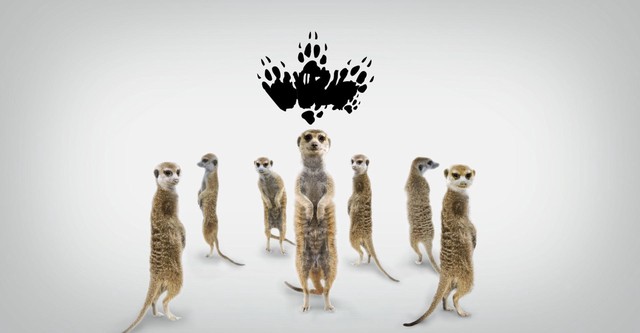 Meerkat manor streaming outlet
