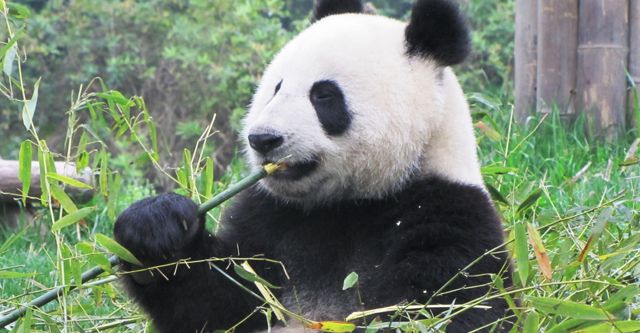 China: The Panda Adventure