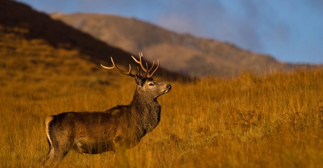 Highlands: Scotland's Wild Heart