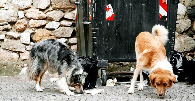 Napoli Dogs