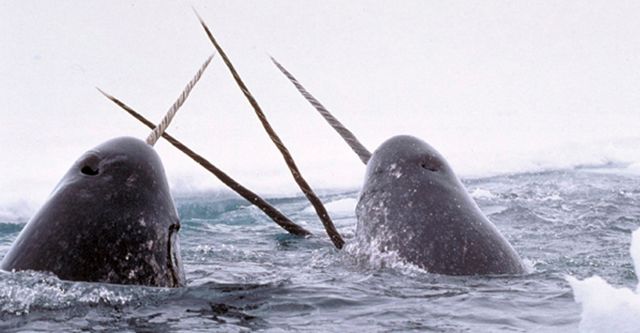 Arctic With Bruce Parry