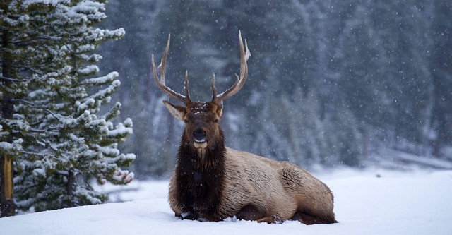 Yellowstone Nationalpark