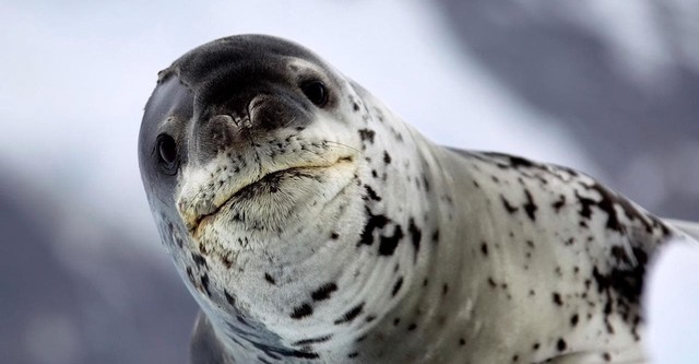 Wild Antarctica