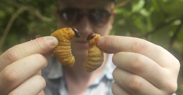 Bugs - Insekten auf dem Teller