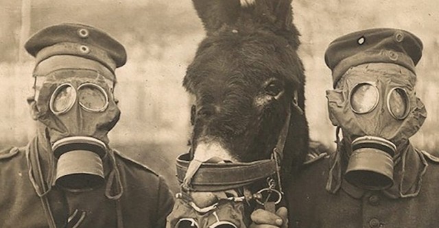 Animals in the Great War