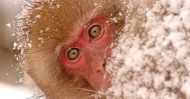 Snow Monkeys