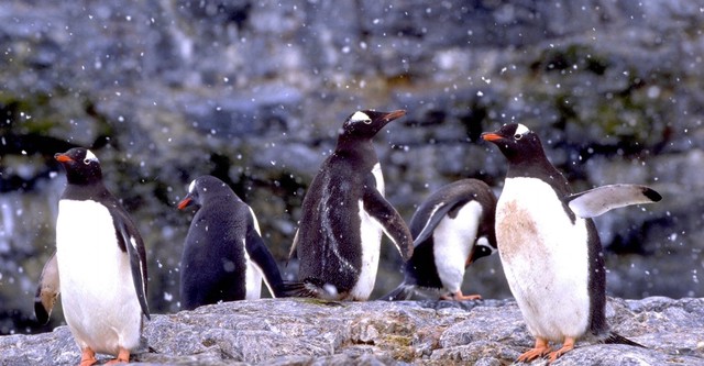 The Penguin Counters