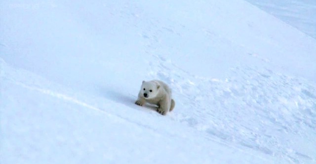 Polar Bear - Spy on the Ice