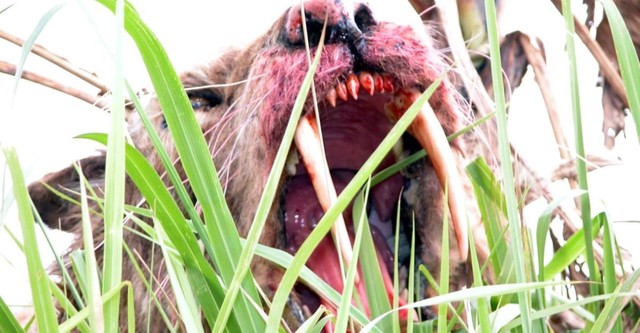 Dientes de Sable