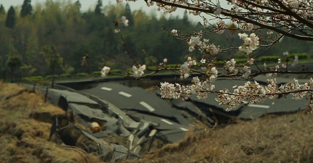 El tsunami y los cerezos en flor