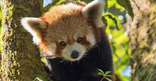 Red Panda: World's Cutest Animal