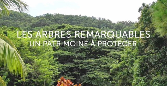 Les arbres remarquables, un patrimoine à protéger