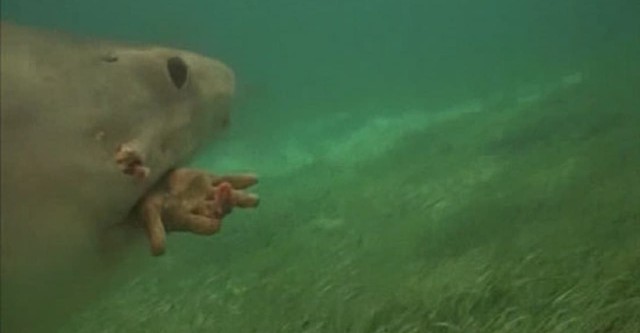 Bermudas: la cueva de los tiburones