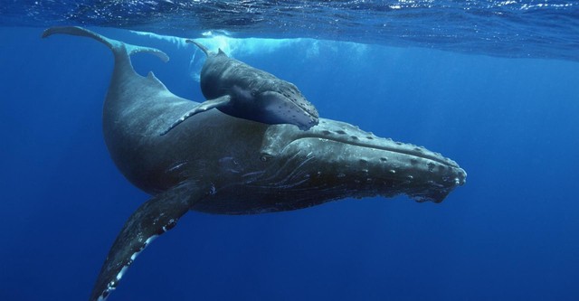 Ballenas jorobadas en peligro