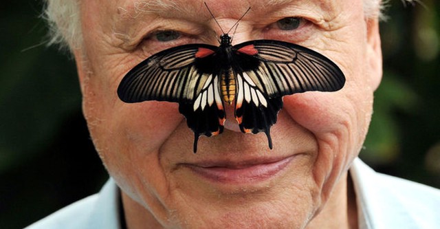 Attenborough cumple 90 años