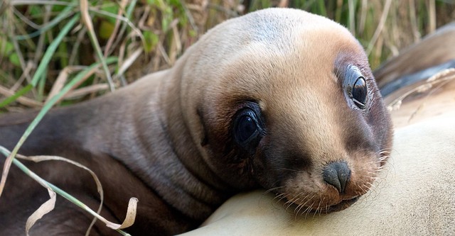 New Zealand: Earth's Mythical Islands