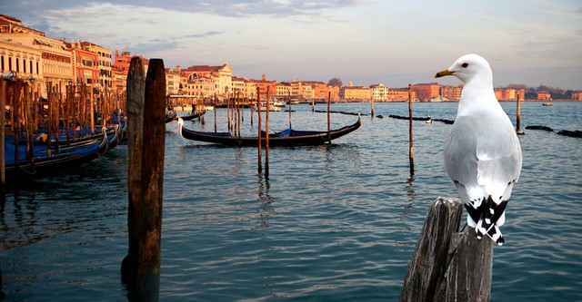 Wildes Venedig