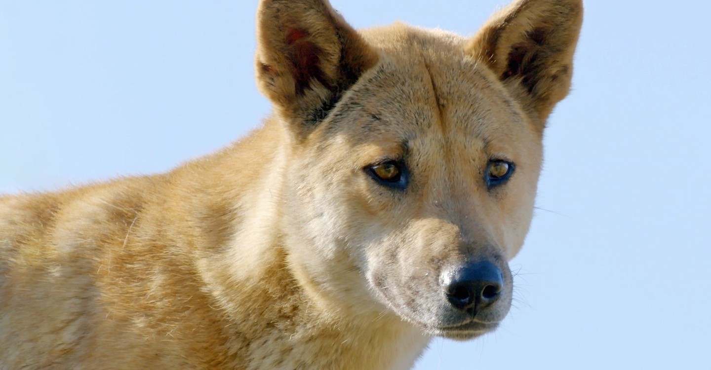 Wild australia. Дом Динго. Dingo 2. Secrets of Wild Australia.