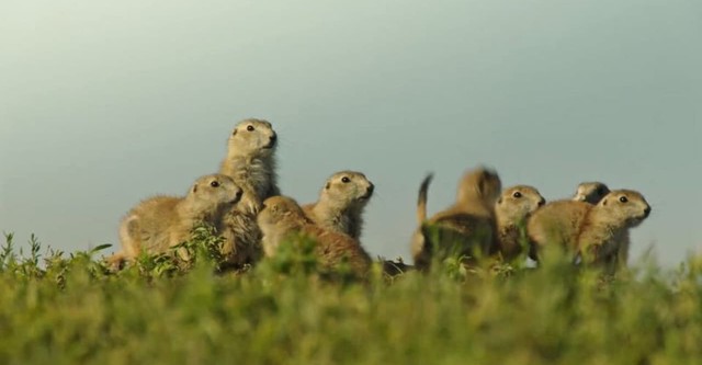 Die verrückte Welt der Hörnchen