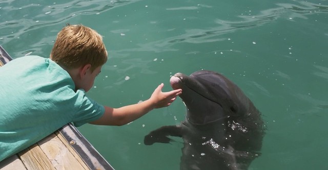 Dolphin Kick