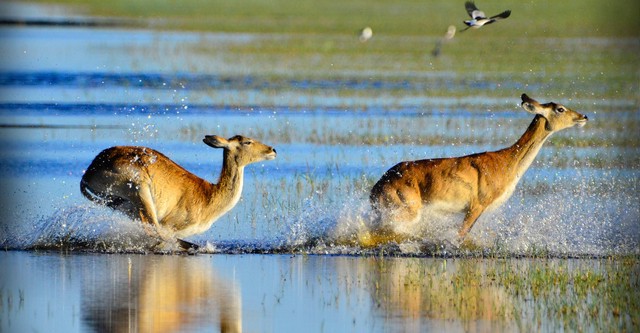 Die wilden Flüsse Afrikas