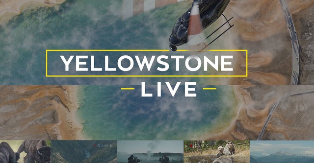 Yellowstone LIVE