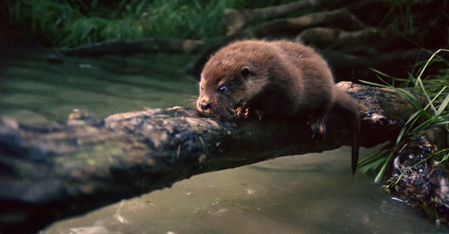 Tarka the Otter