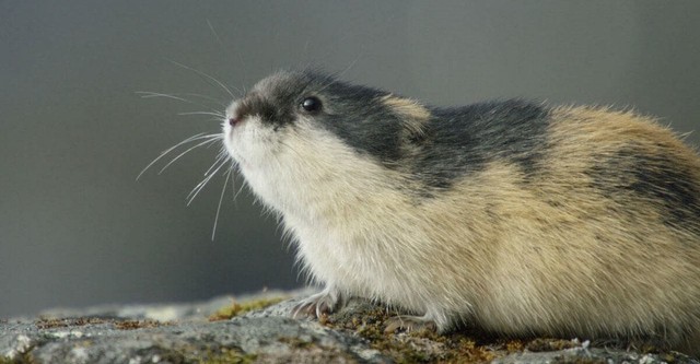 Lemming: The Little Giant of the North