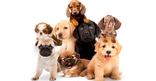 Puppy Time!