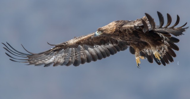 Steinadler - König der Berge