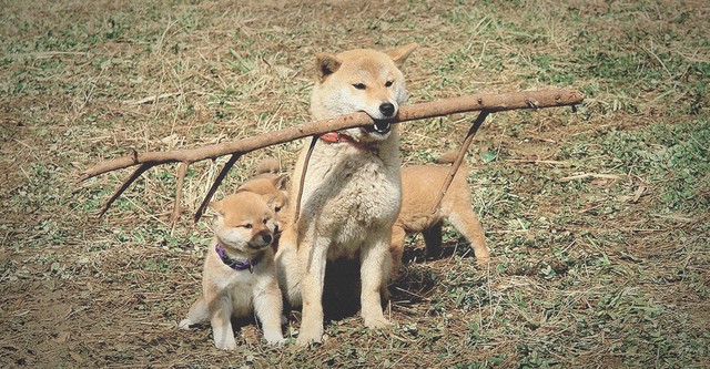 マリと子犬の物語